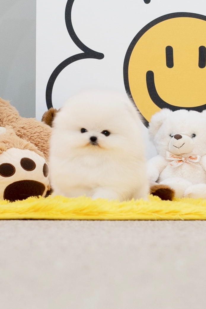 Pomeranian Boy- Arien