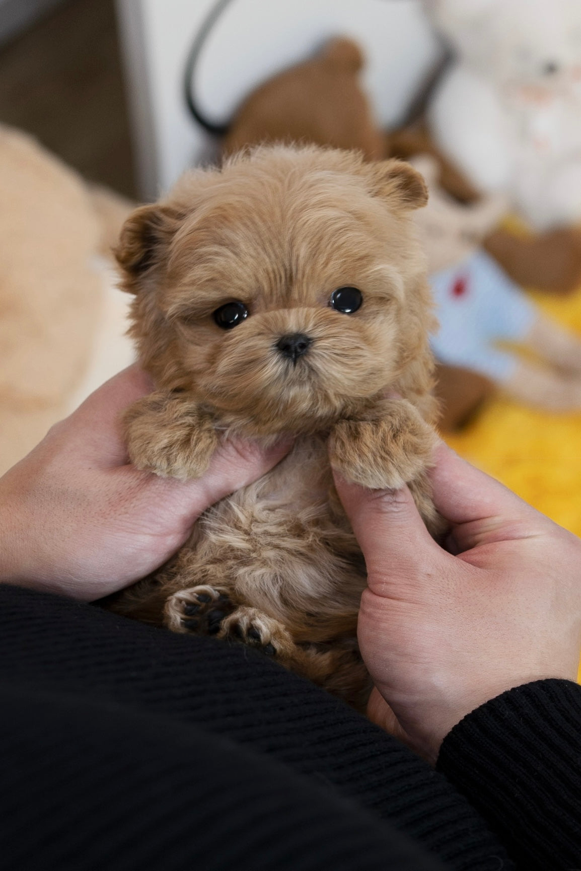 Maltipoo -Daniel