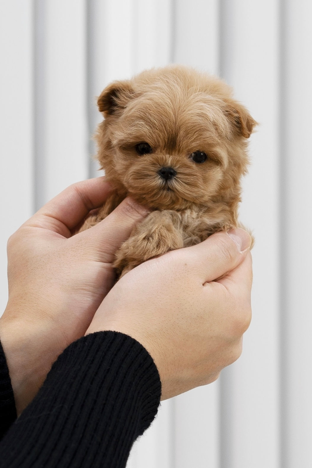 Maltipoo -Daniel