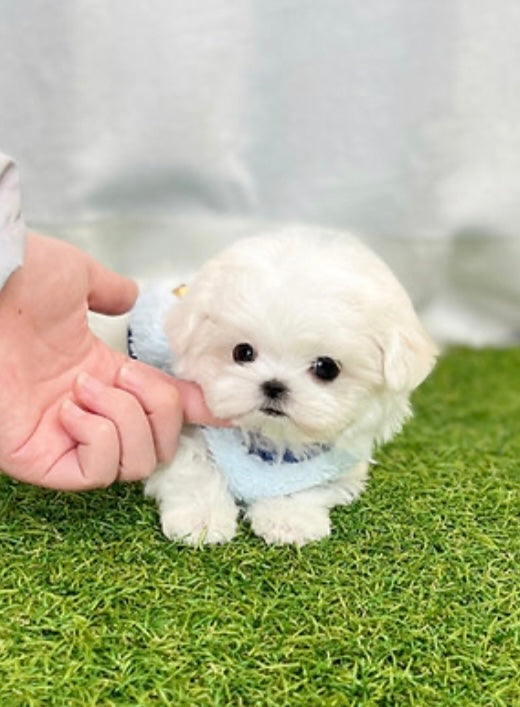 Maltese- Coco
