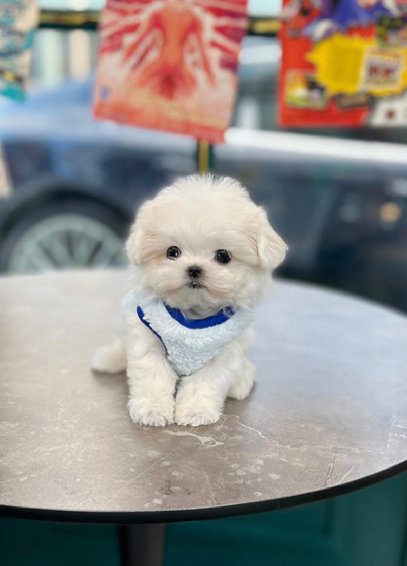 Maltese- Coco