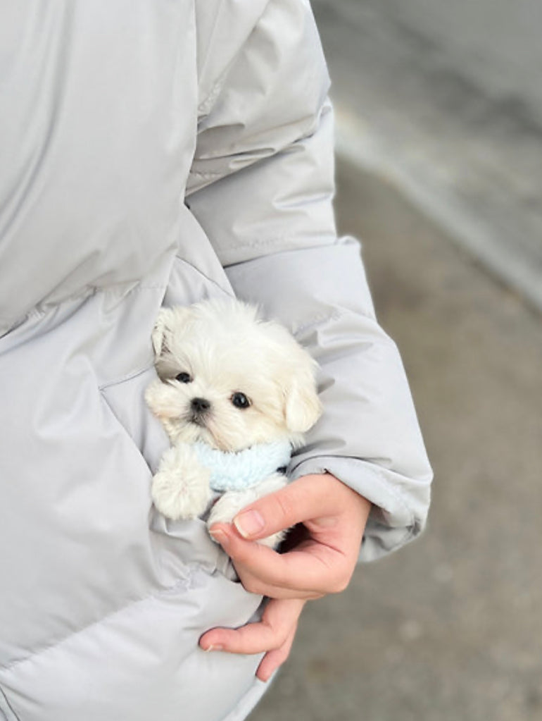 Maltese- Coco