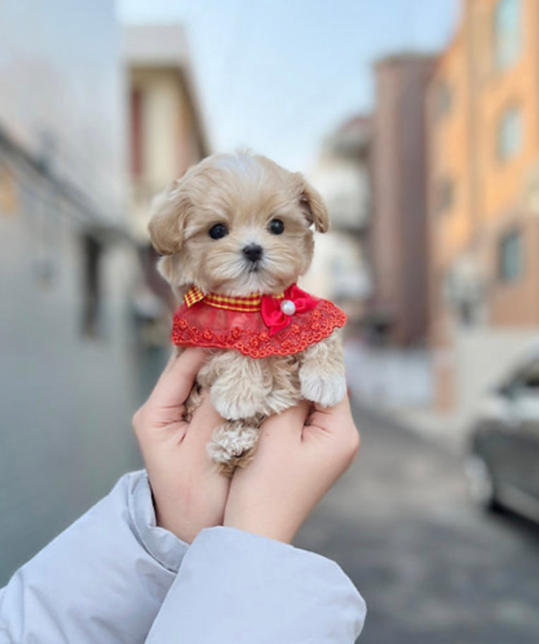 Maltipoo - Bany
