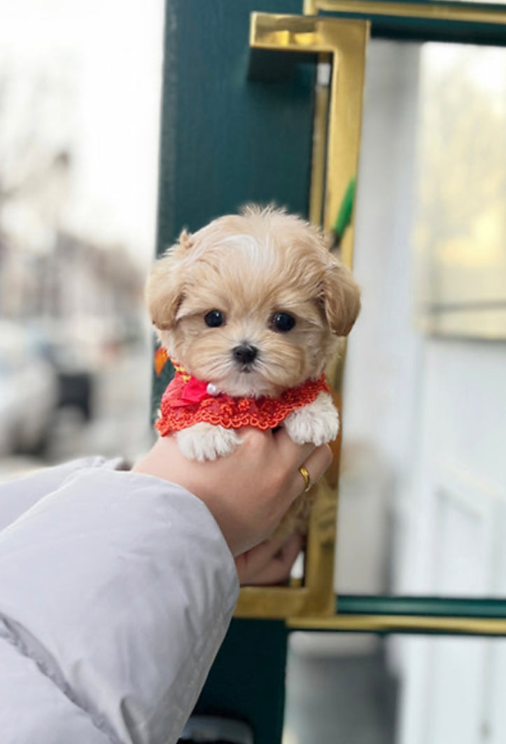 Maltipoo - Bany