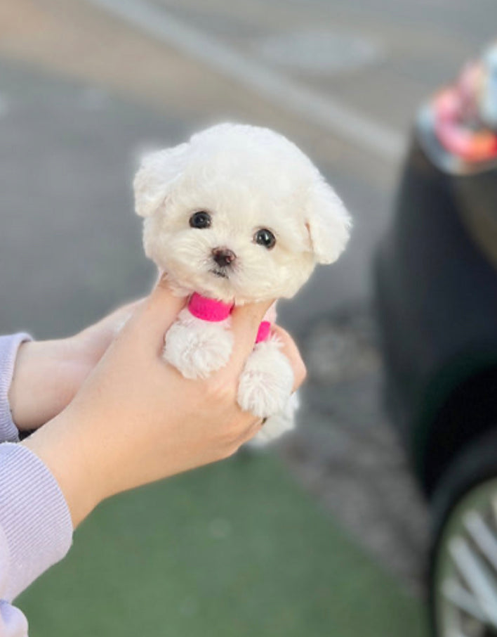 Bichon frise- Linzy