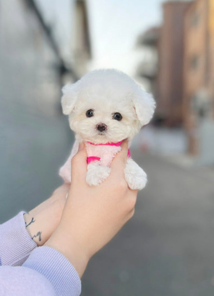 Bichon frise- Linzy