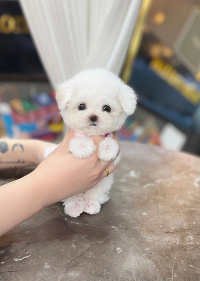 Bichon frise- Linzy