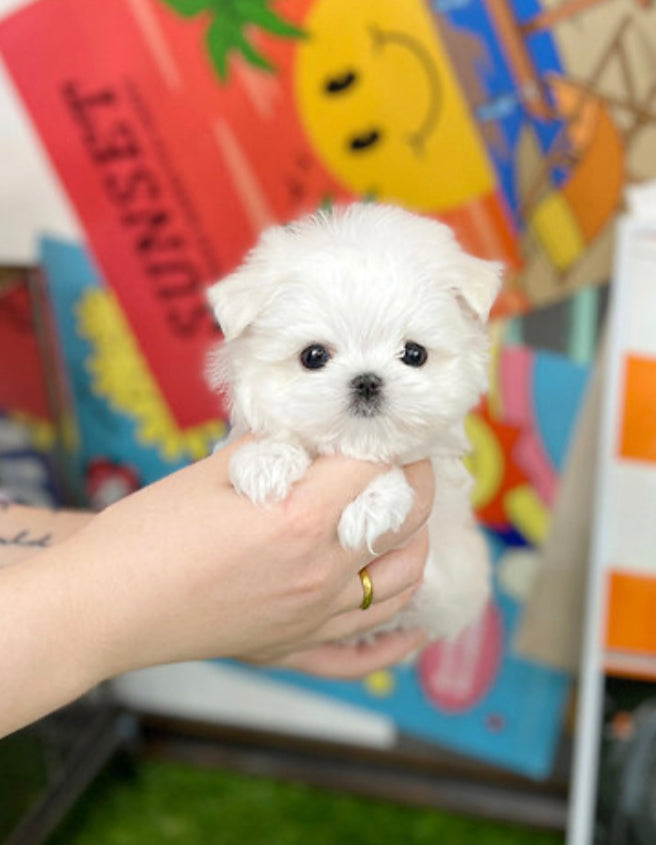 Maltese- Rex