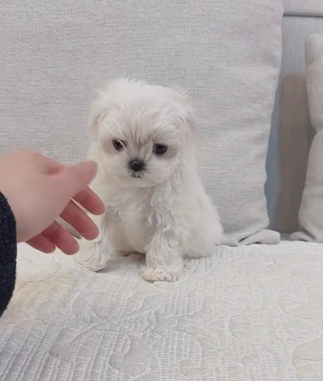Maltese- Nini