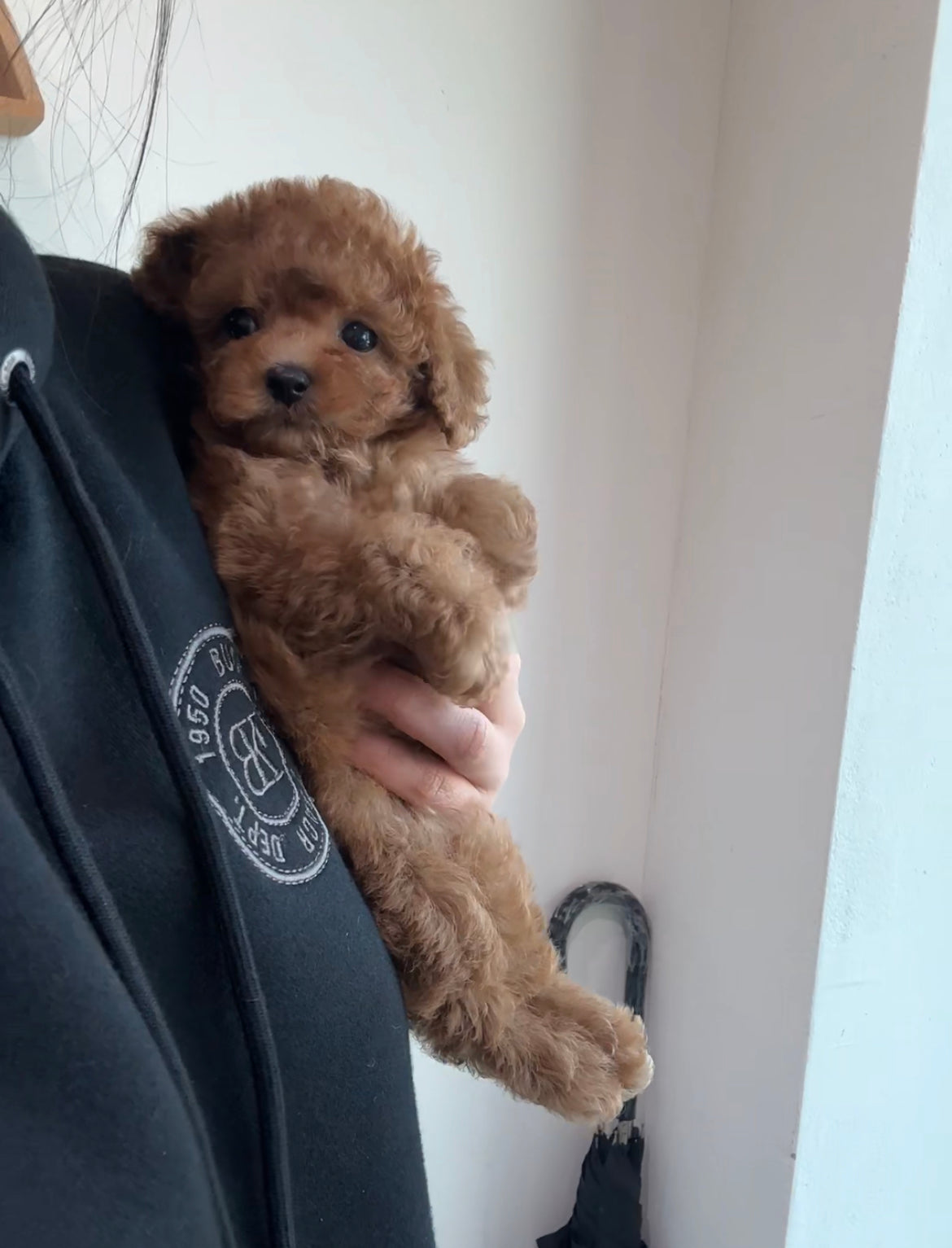 Poodle - Bob