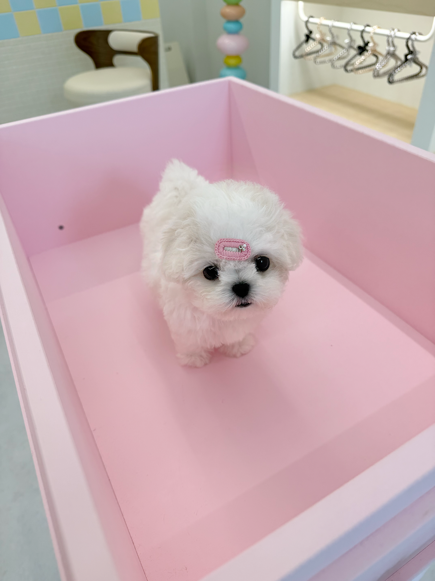 Bichon-Donna-F