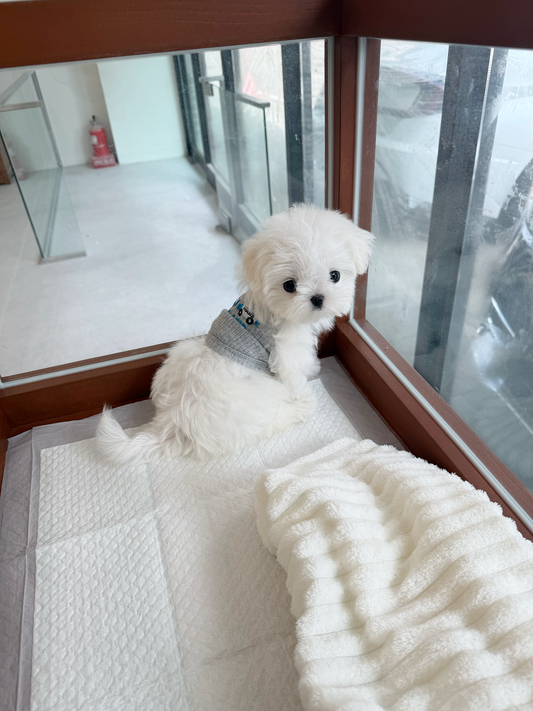 Maltese-Suki-F
