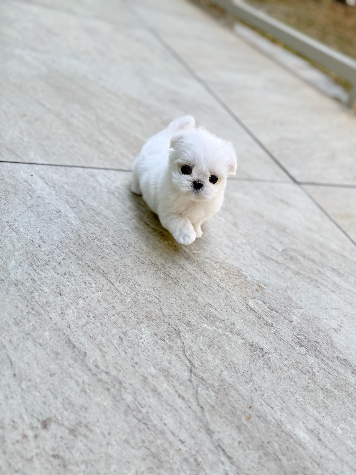 Maltese-Candy-F