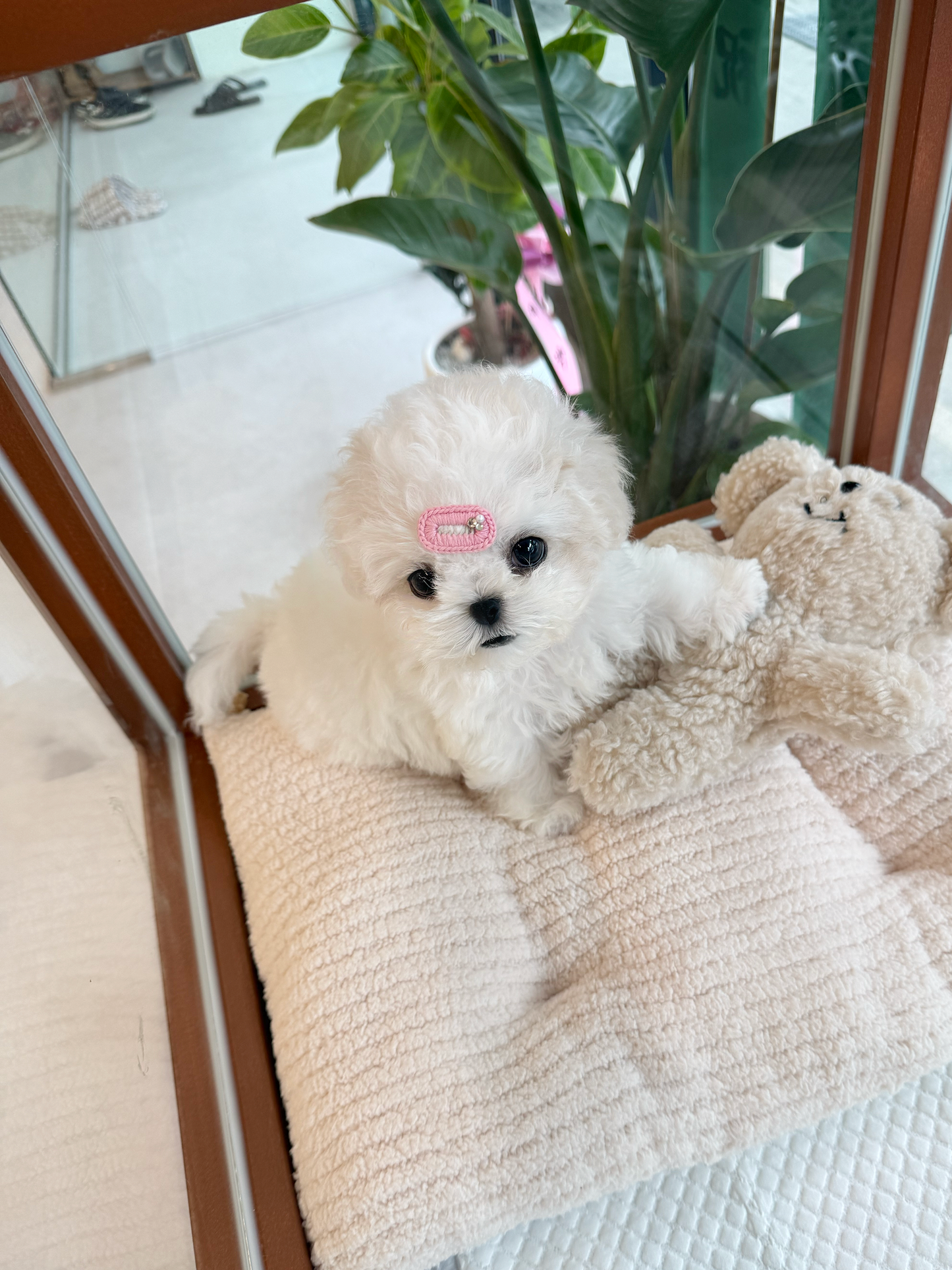 Bichon-Donna-F