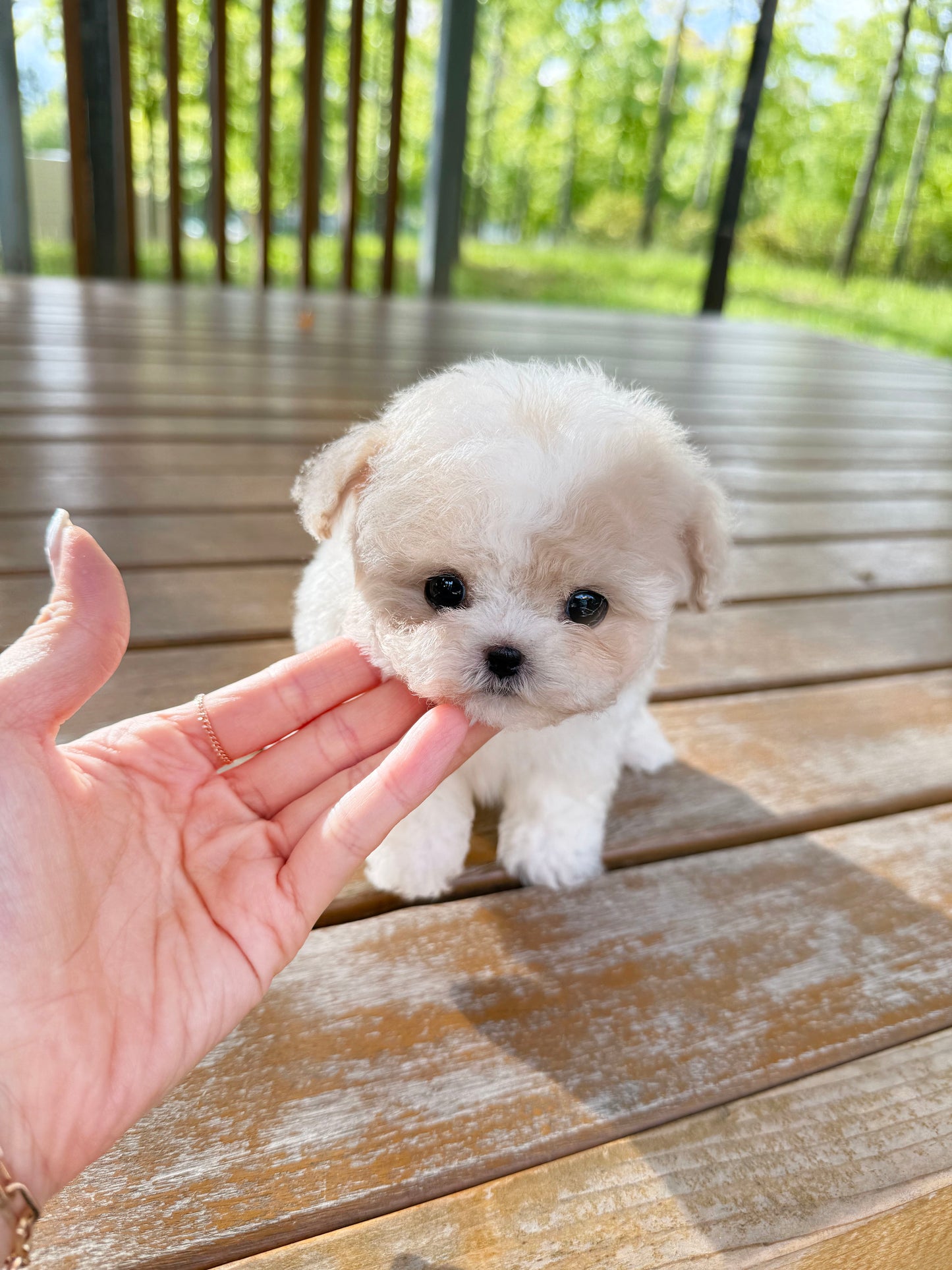 Maltipoo-Boo