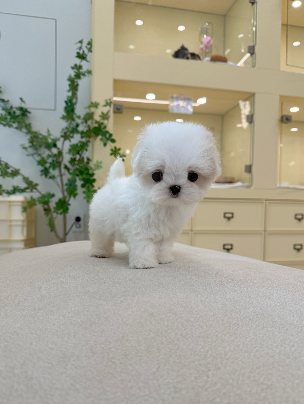 Maltese-Louis-M
