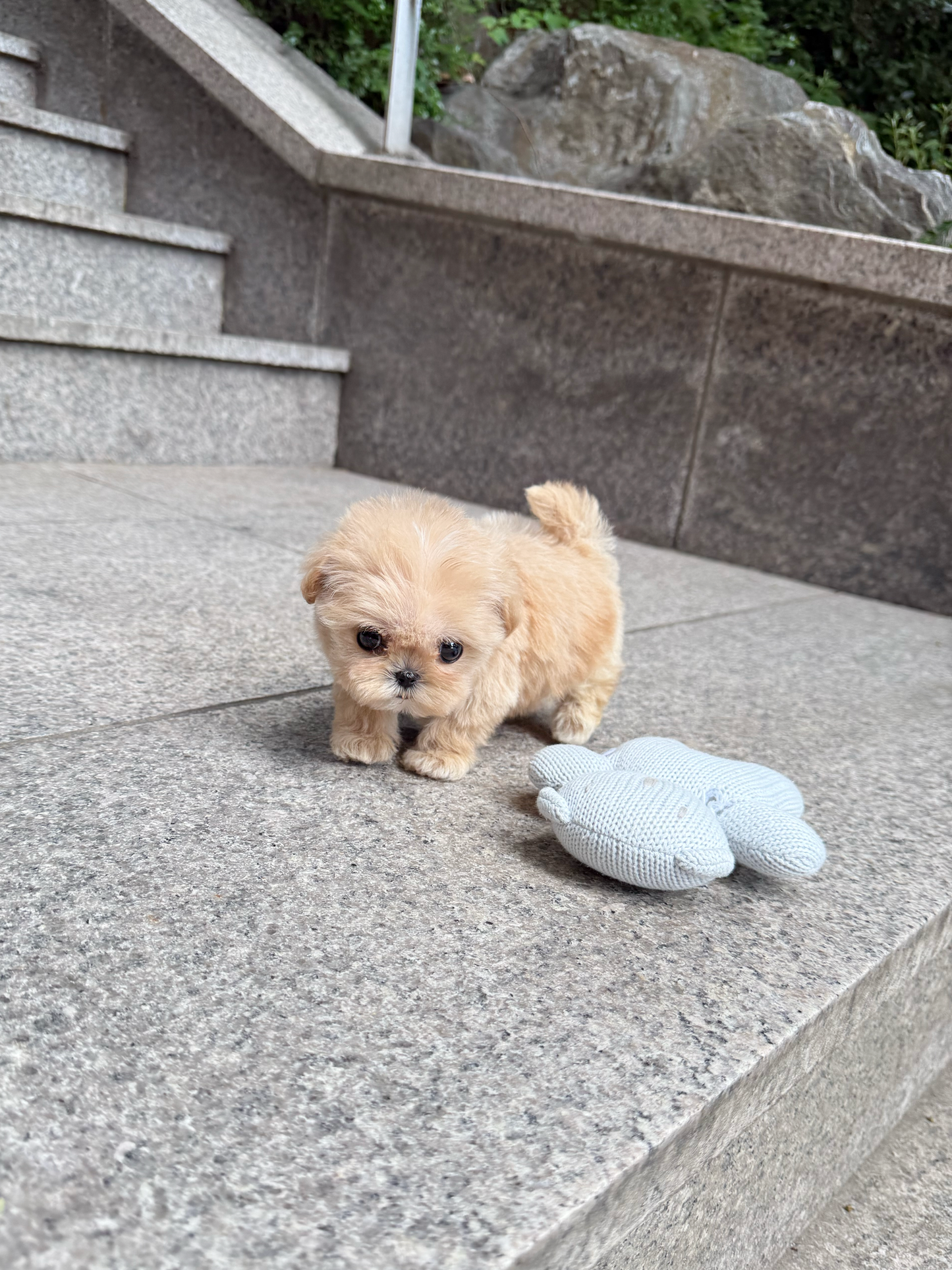 Maltese-Cinnamon