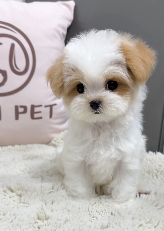 Maltipoo-Zen
