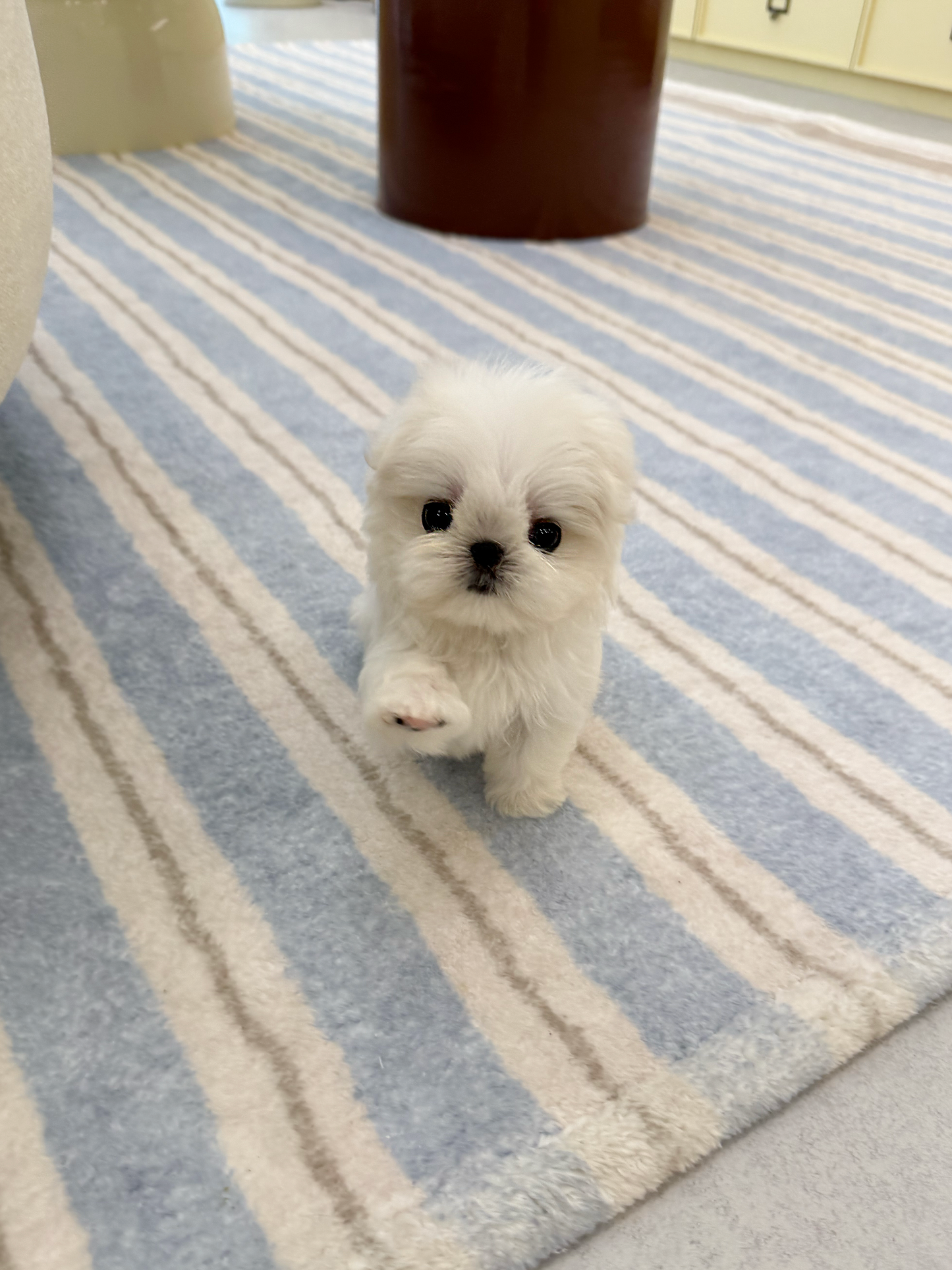 Maltese-Cino-M