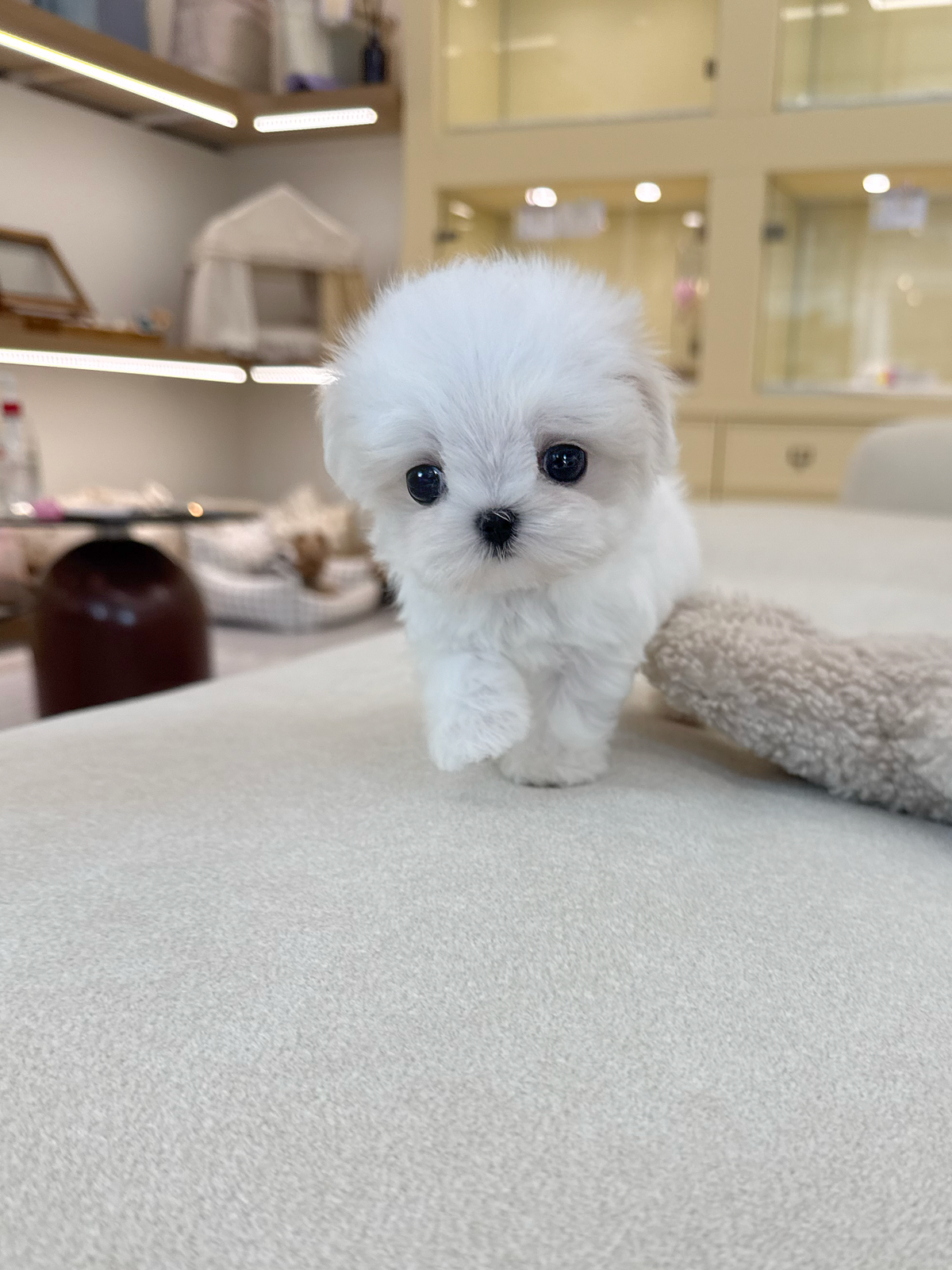 Maltese-Louis-M