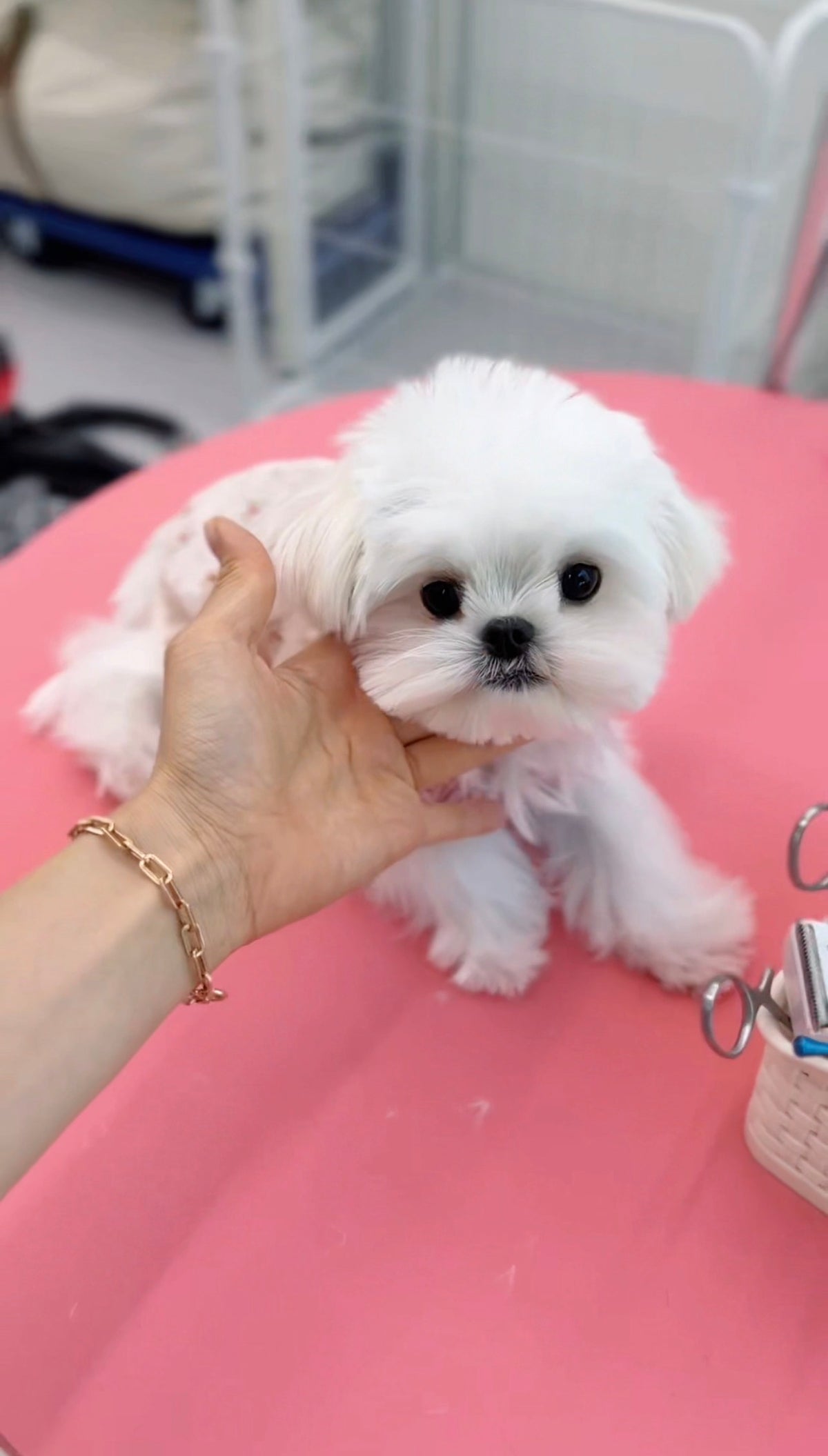 Maltese-Berry-M