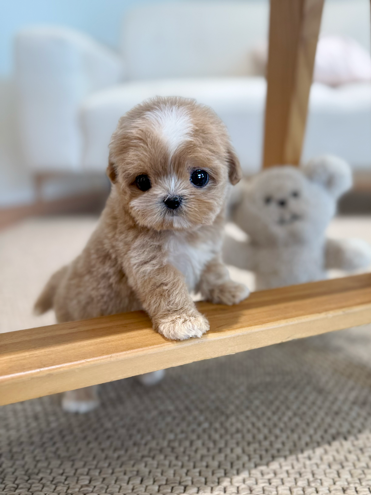 Maltipoo-Taro