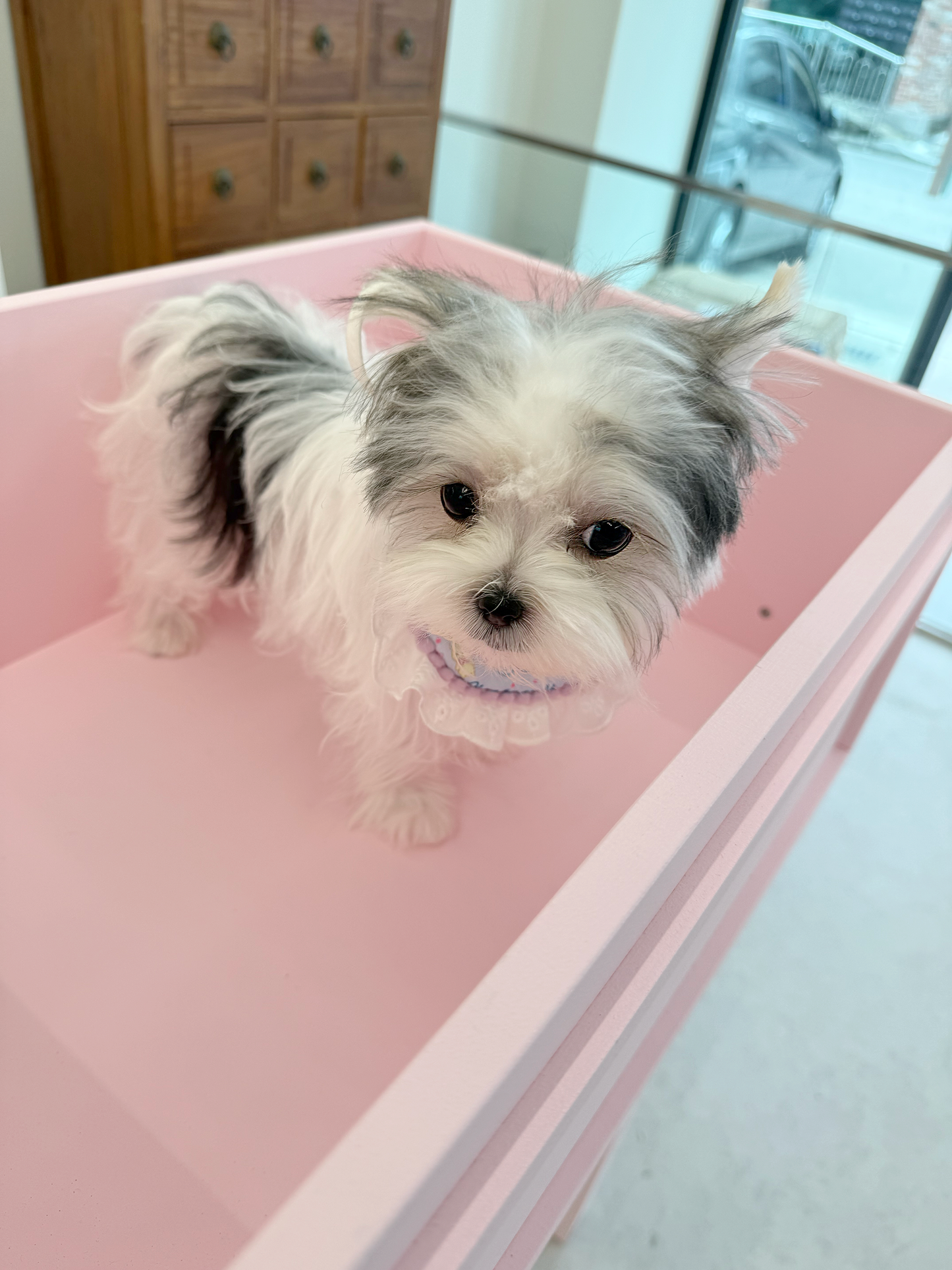 Morkie-Eblin-F