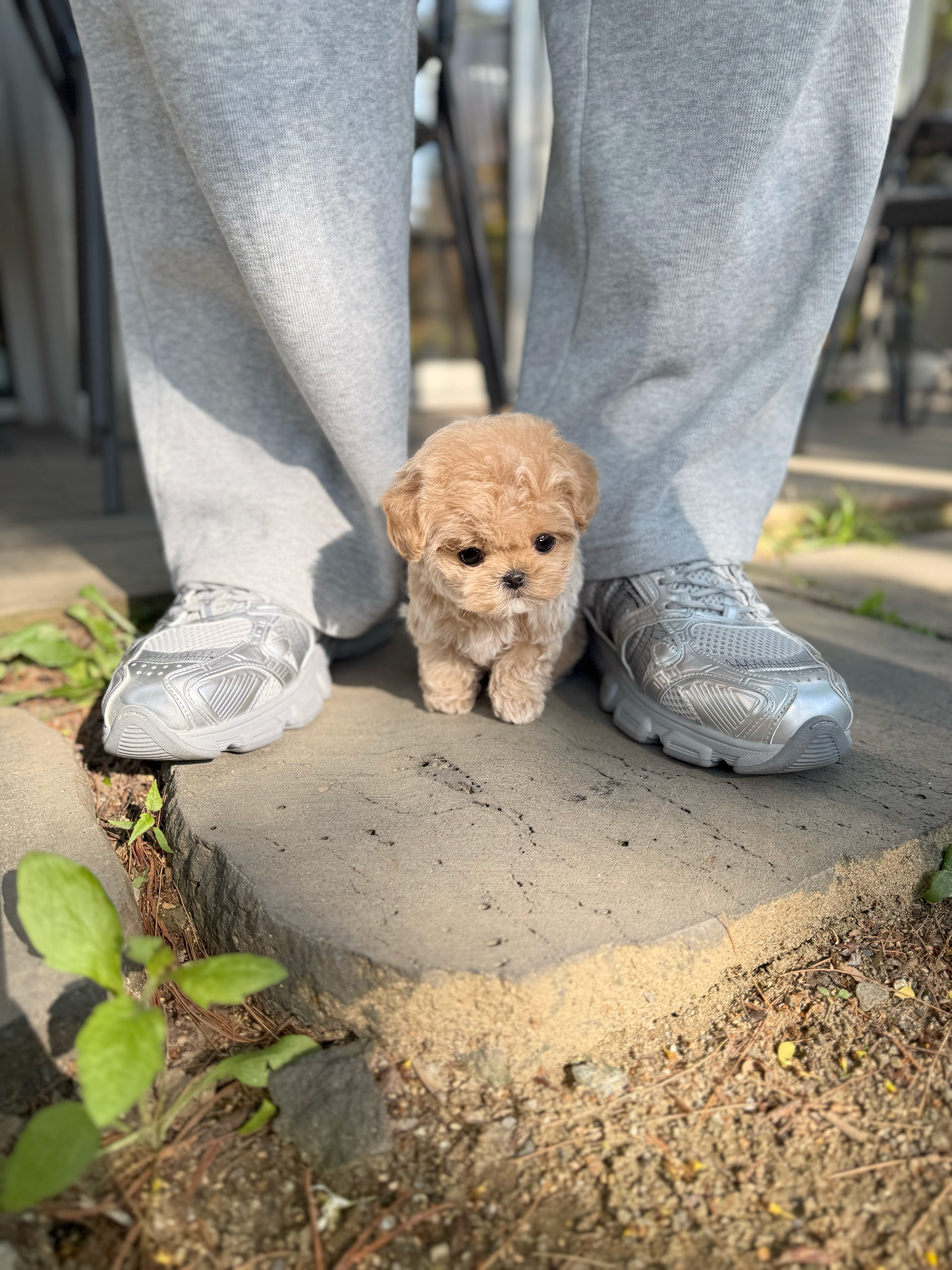 Maltipoo-Pony