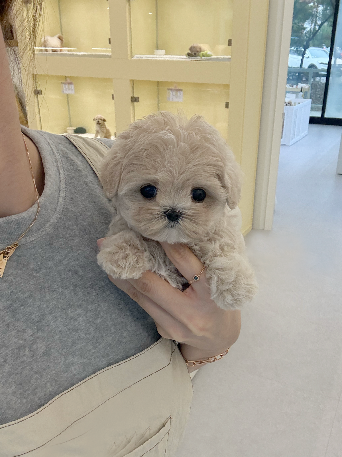 Maltipoo-Grace-F