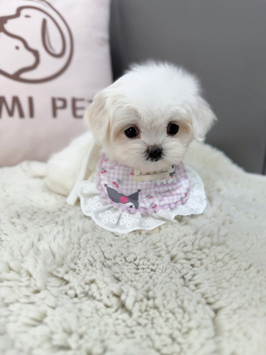 Maltese-Molly
