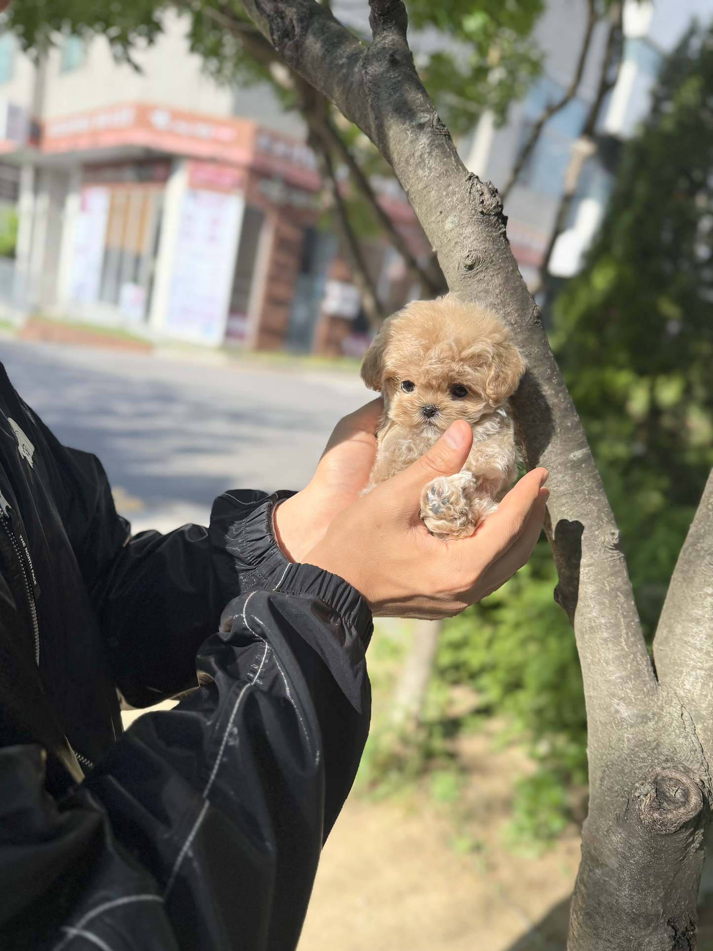 Maltipoo-Pony