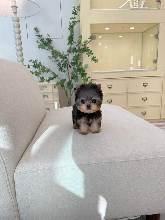 Yorkie-Lowell-F