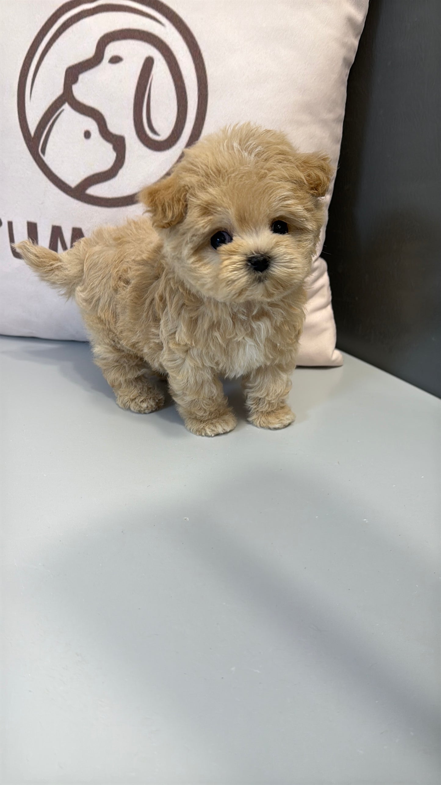 Maltipoo-Bonnie
