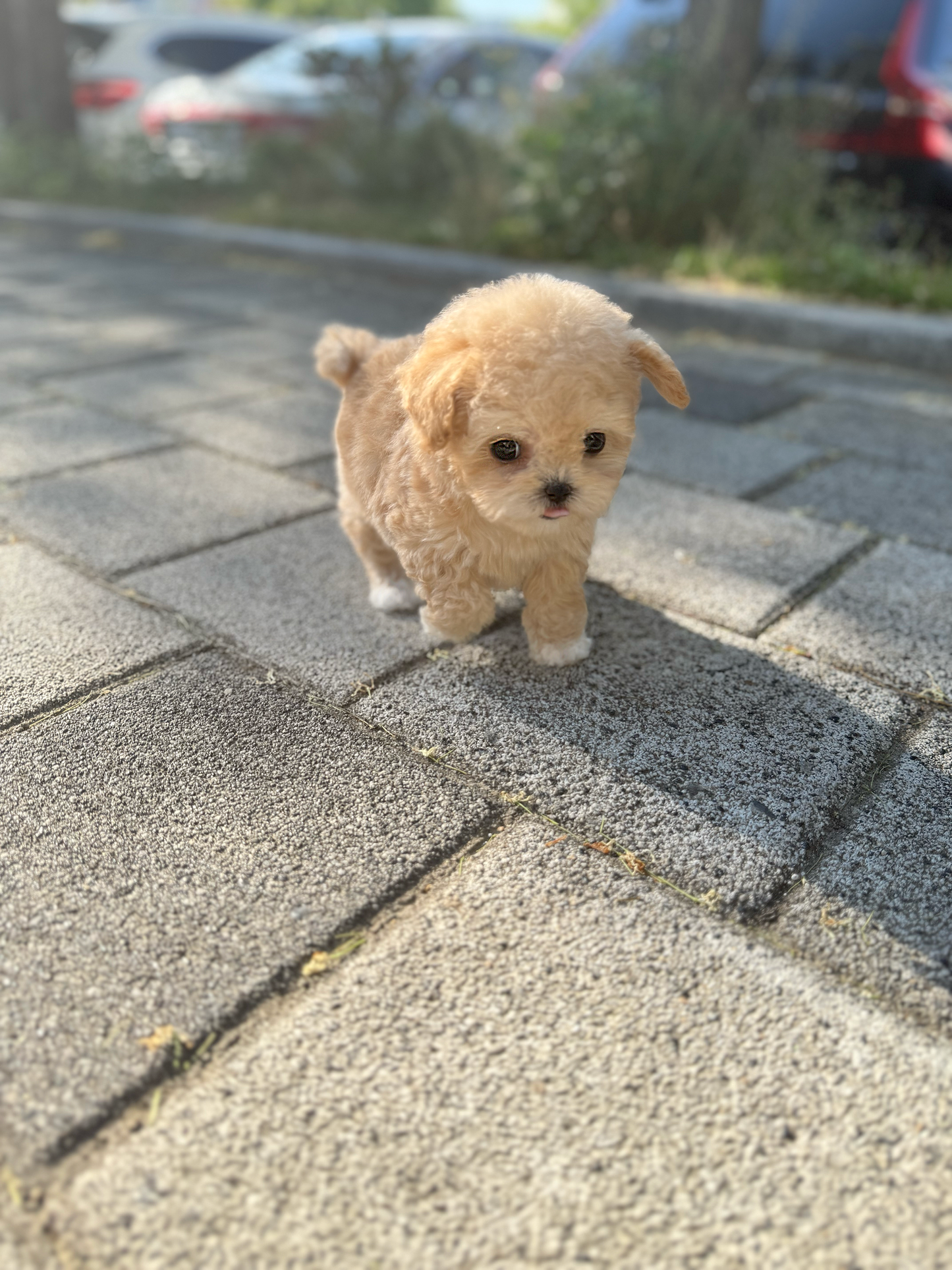 Maltipoo-Latte