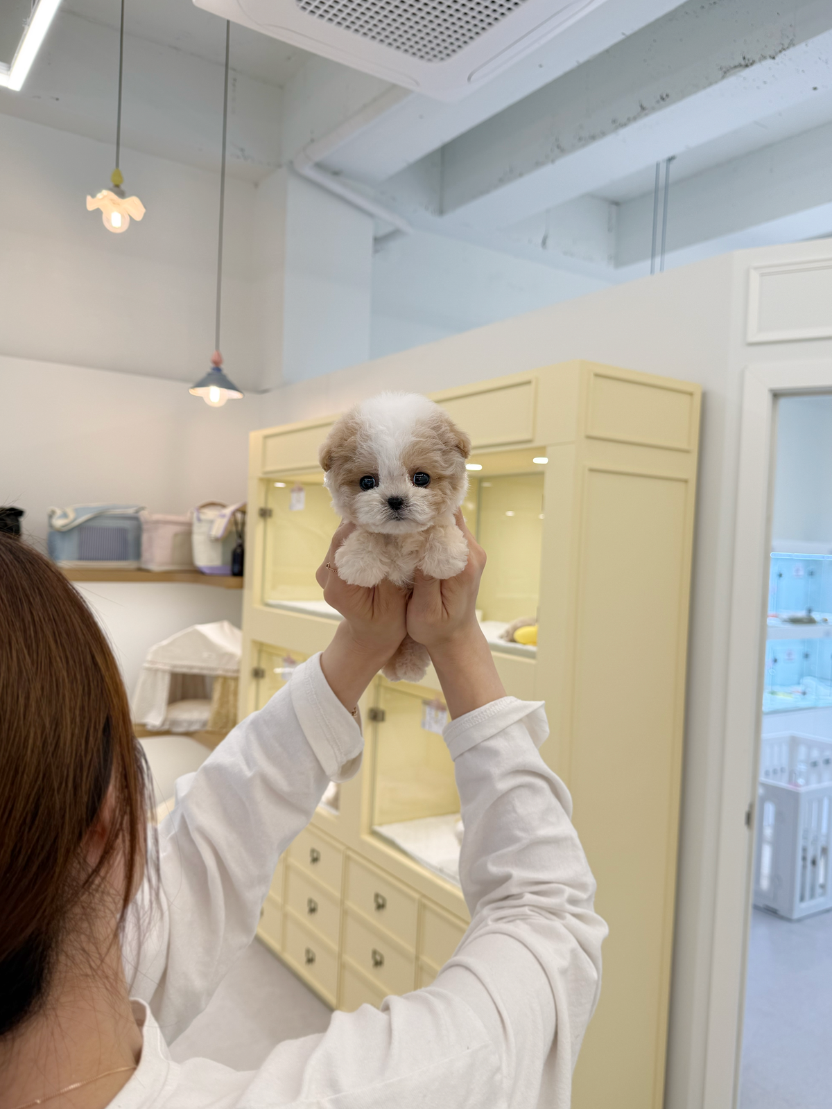 Maltipoo-Terry-M