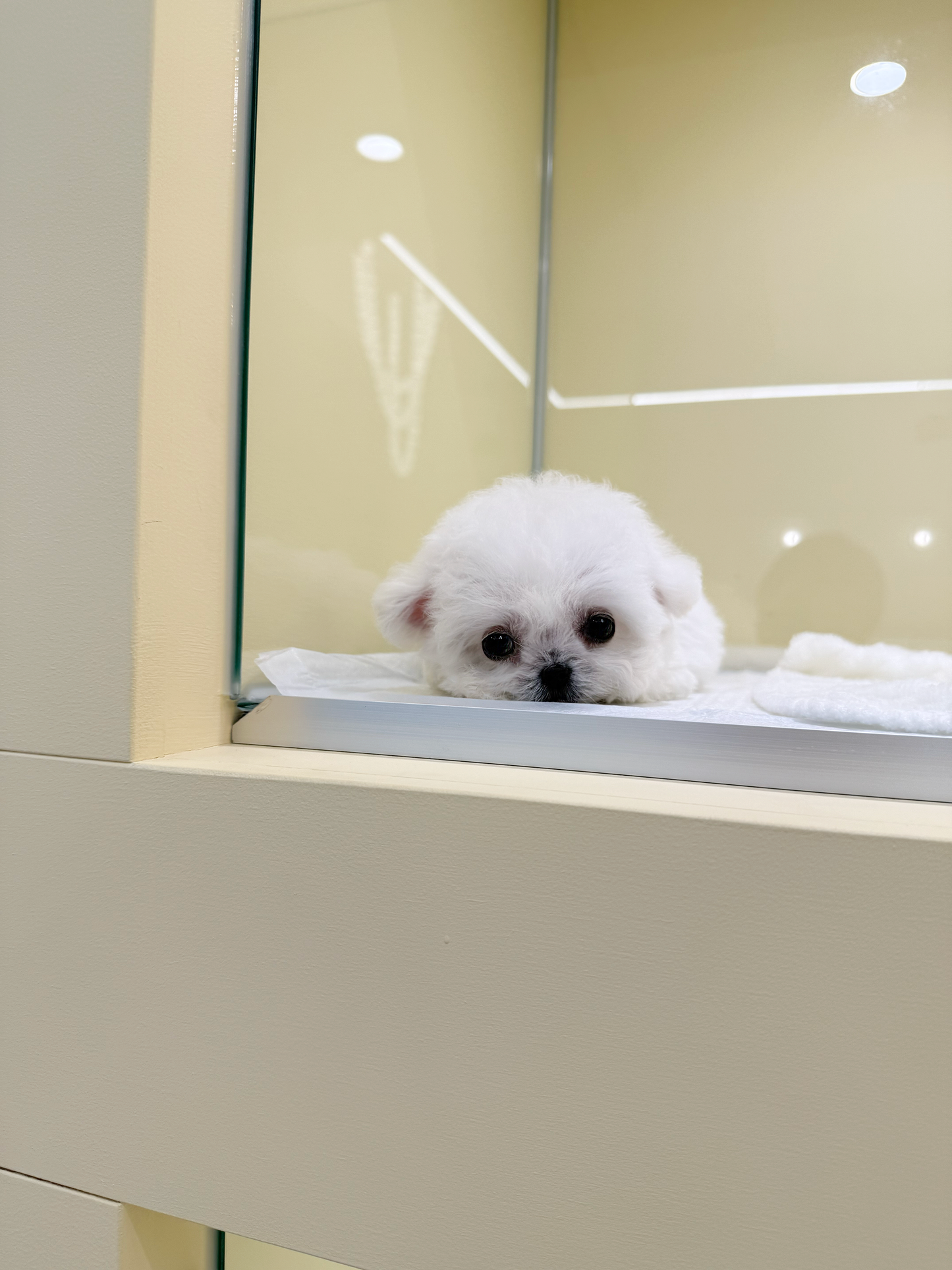 Bichon-Luna