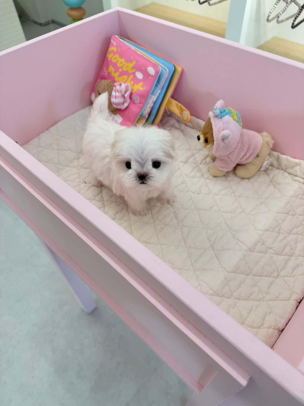 Maltese-Zen-F