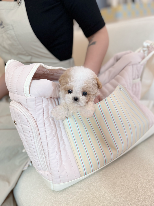 Maltipoo-Terry-M