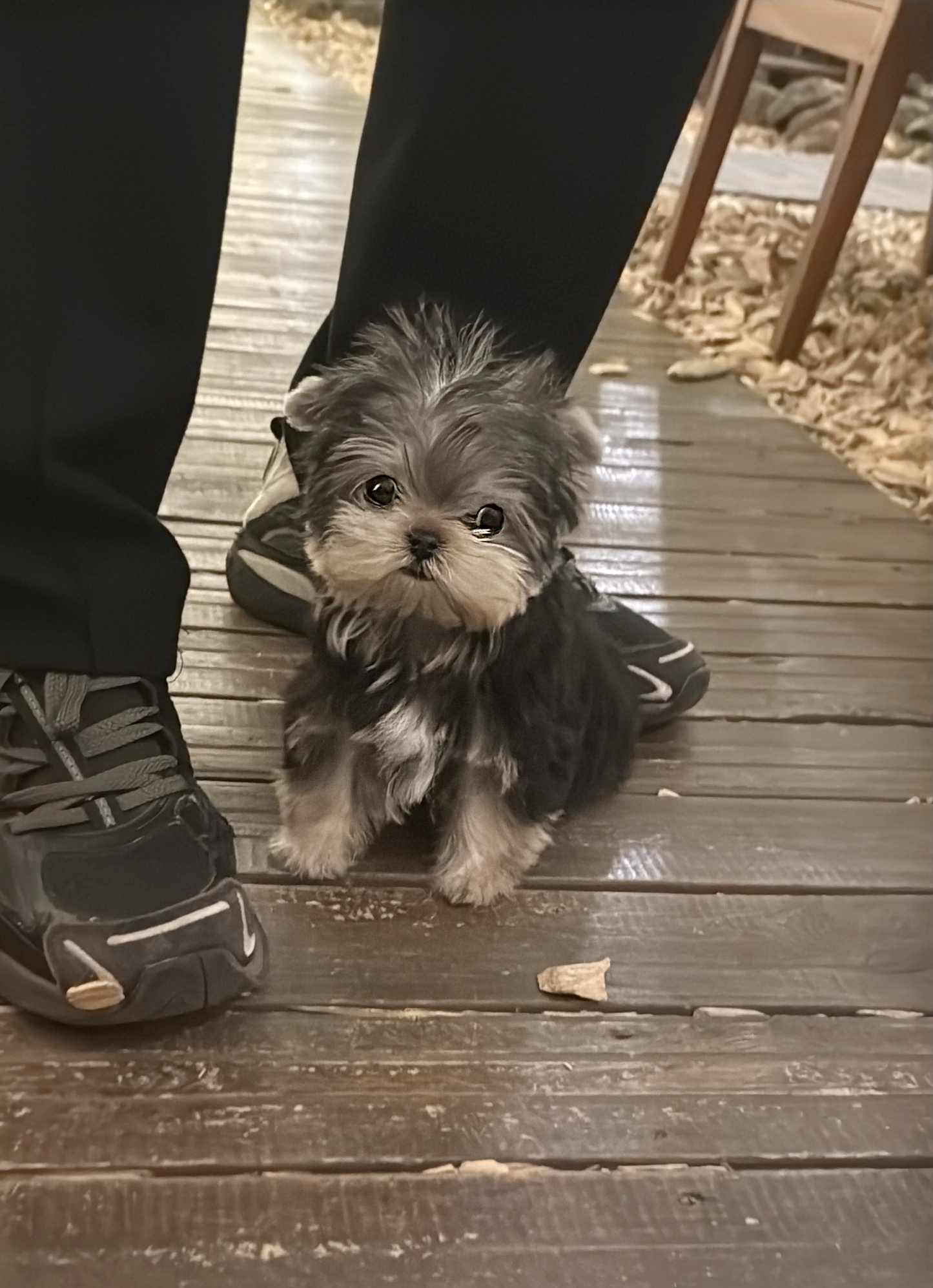 Yorkie-Harrison