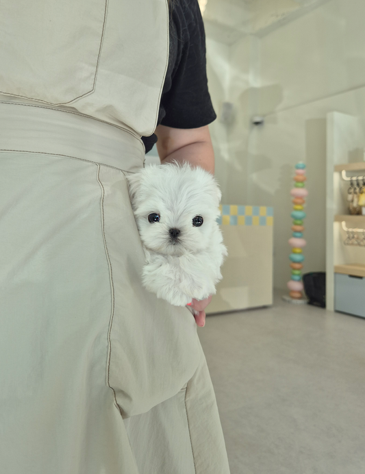 Maltese-Jerry-M