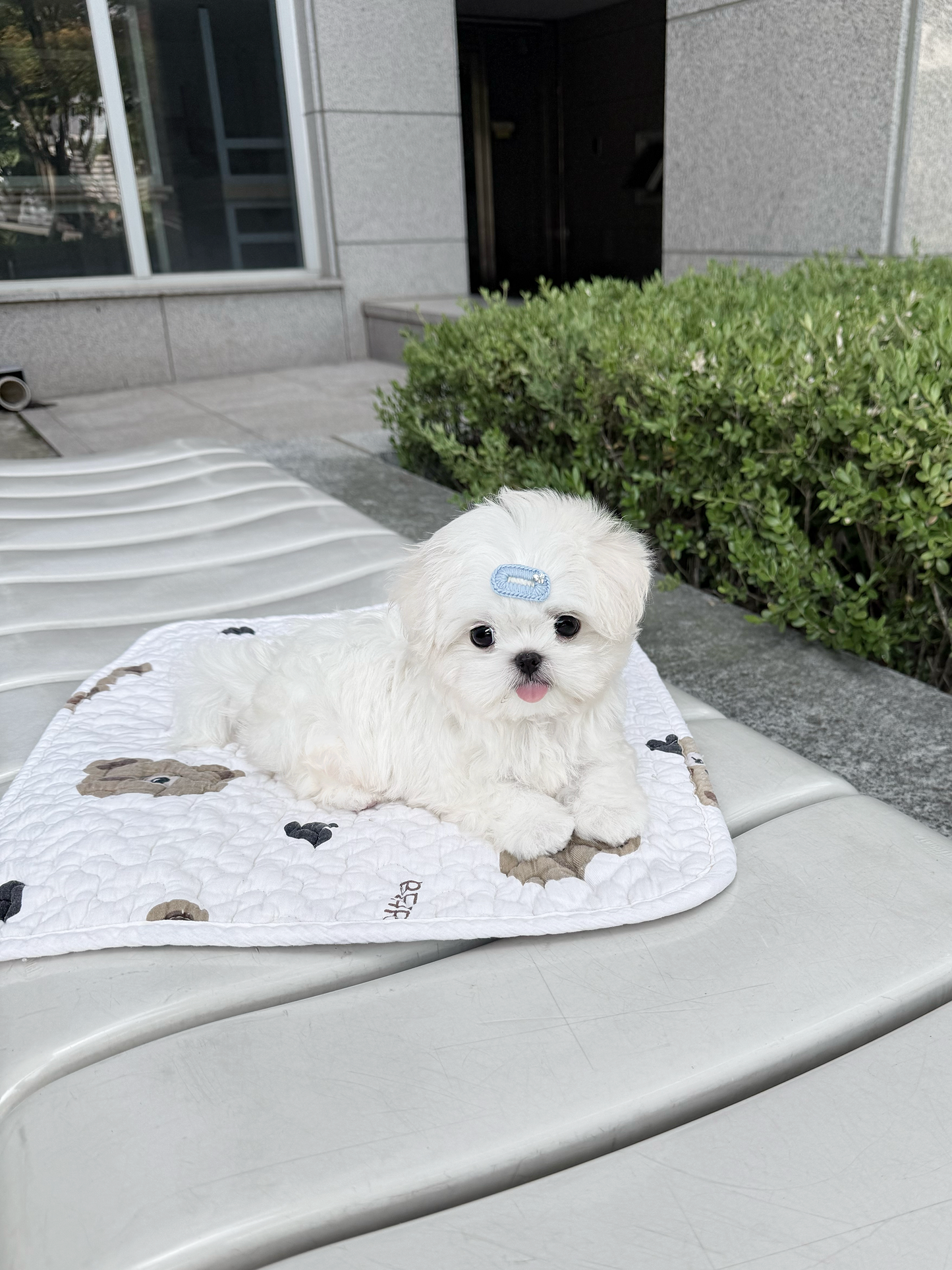 Maltese-Mono
