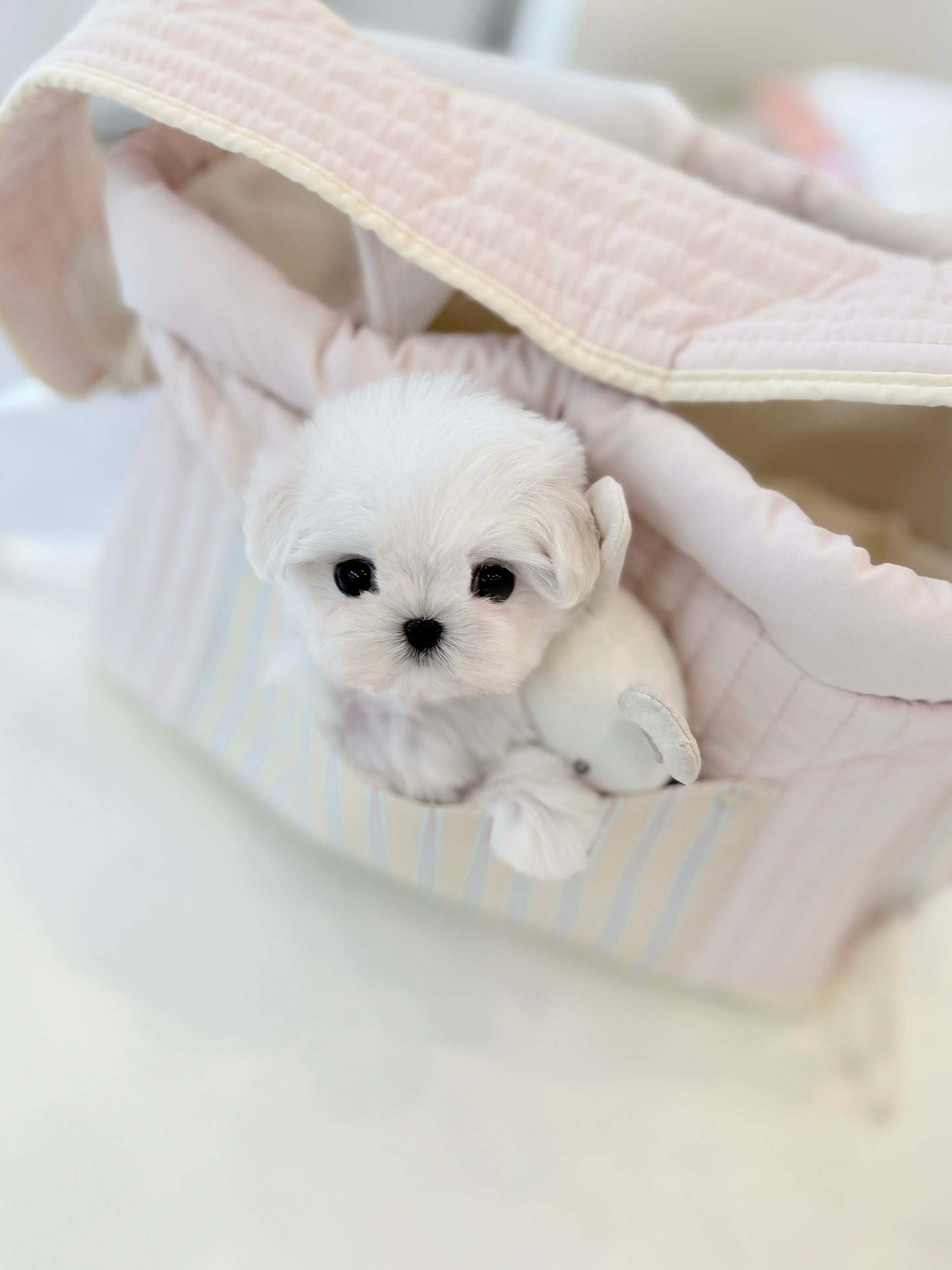 Maltese-Miel