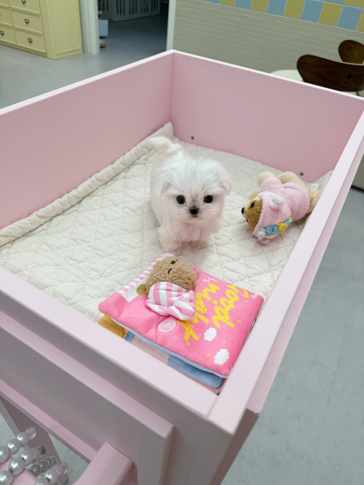 Maltese-Milo-M