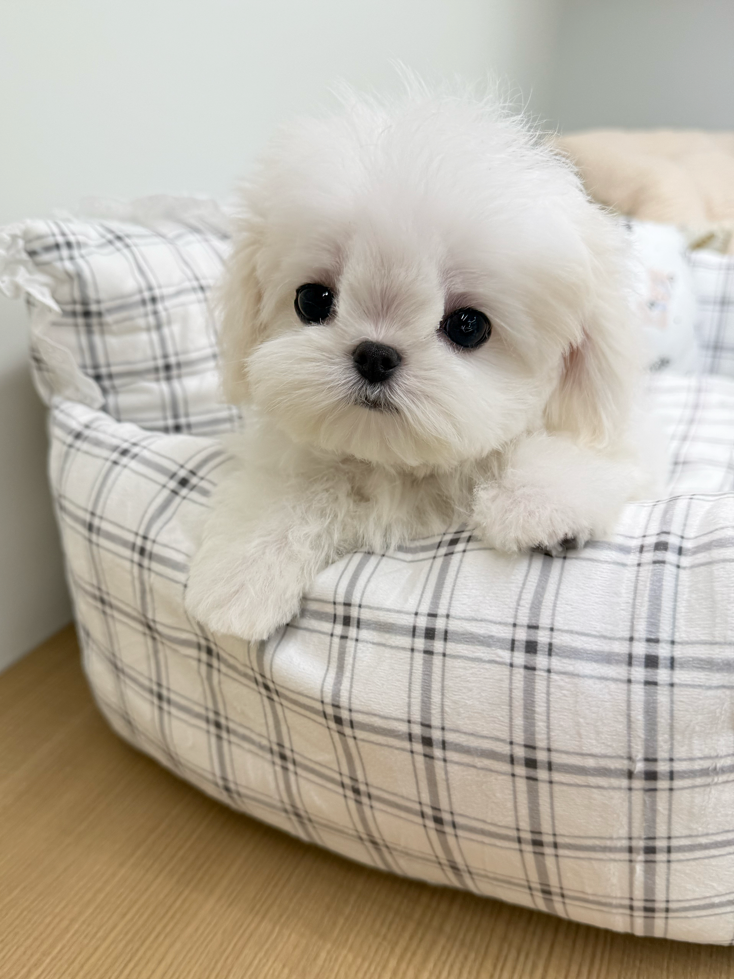 Maltese-Miso-F