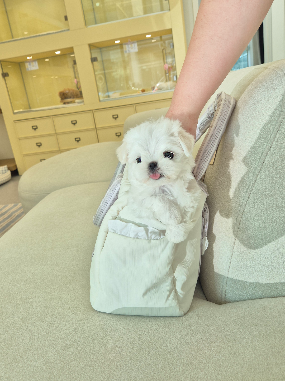 Maltese-Jerry-M