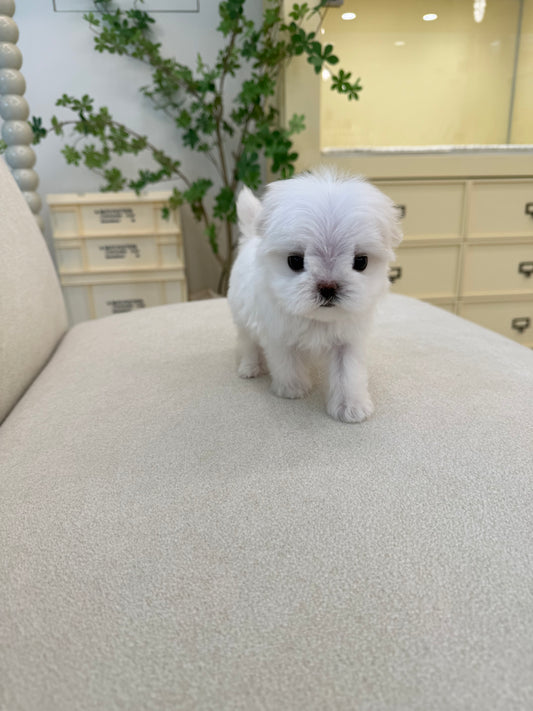 Maltese-Zen-F