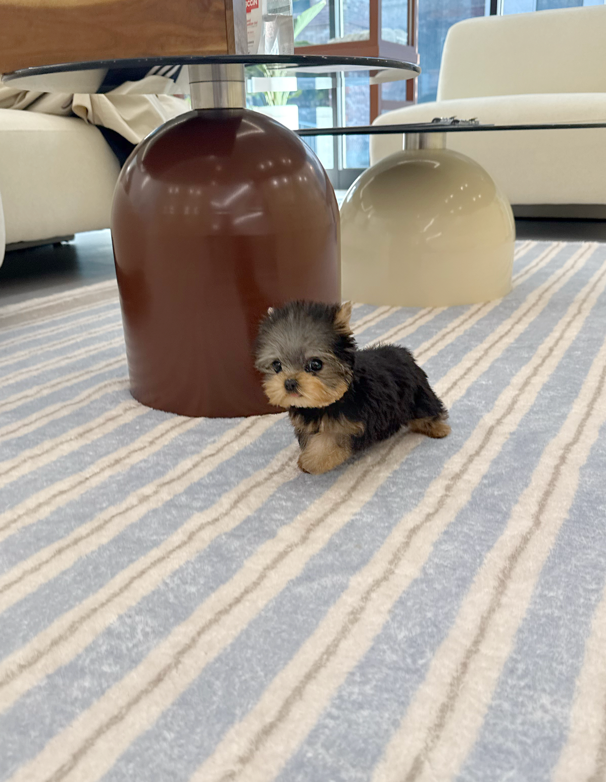Yorkie-Lowell-F
