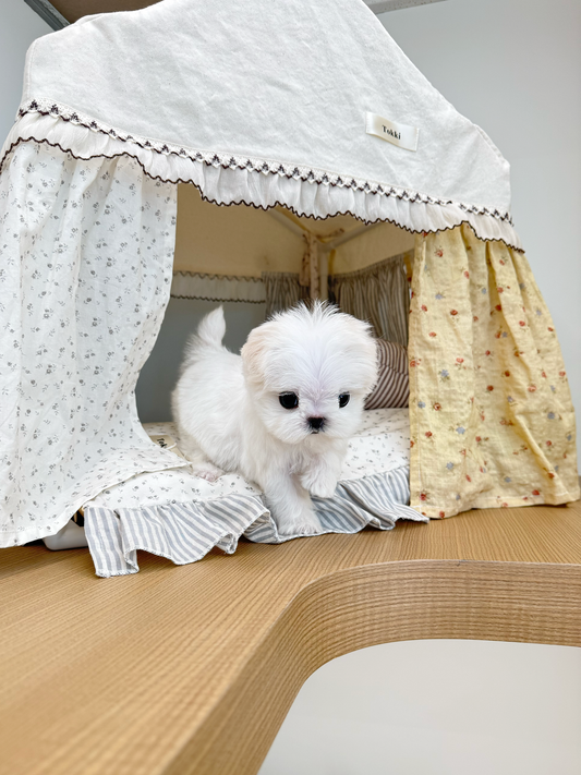 Maltese-Zen-F