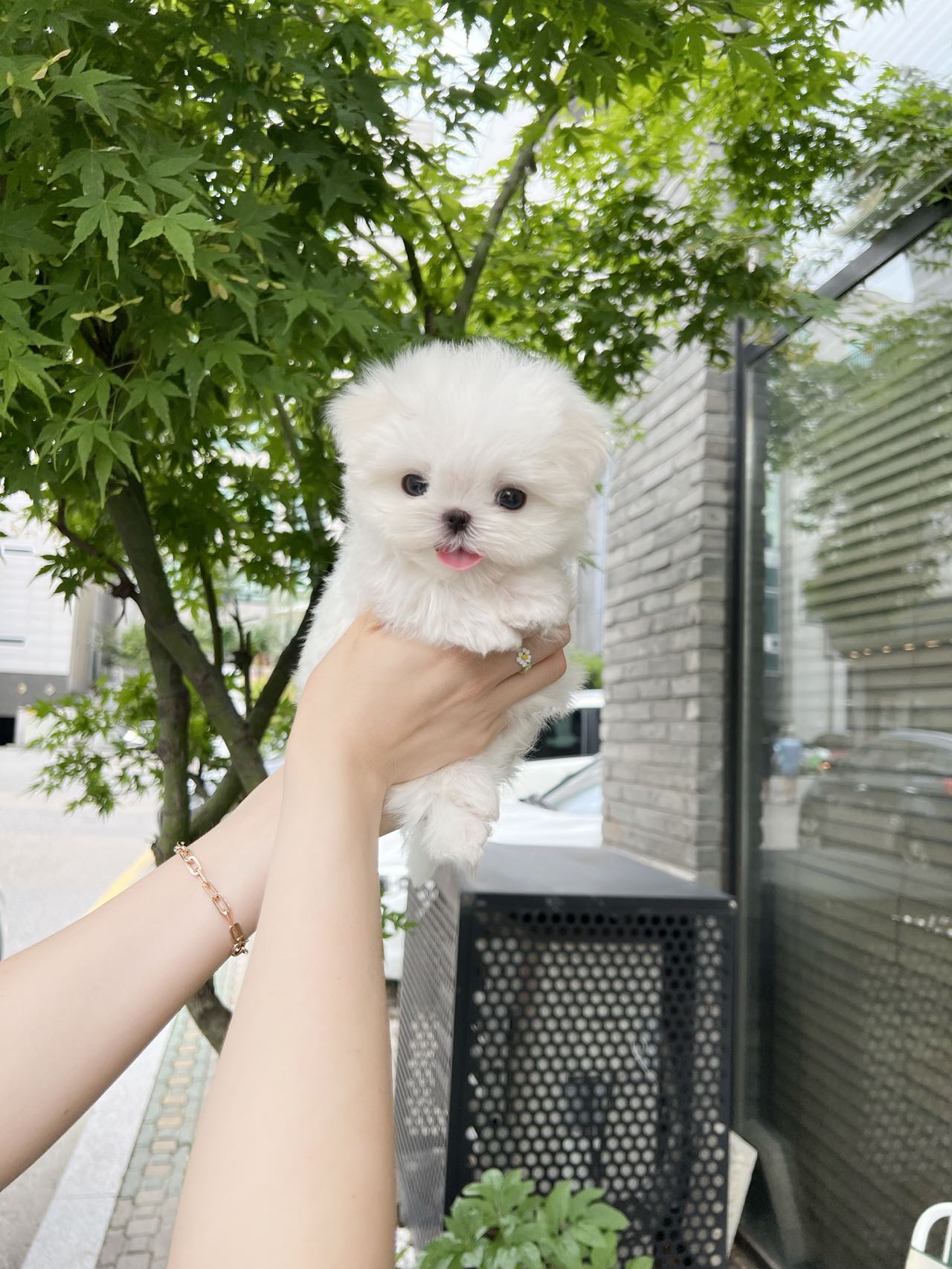 Maltese-Henry