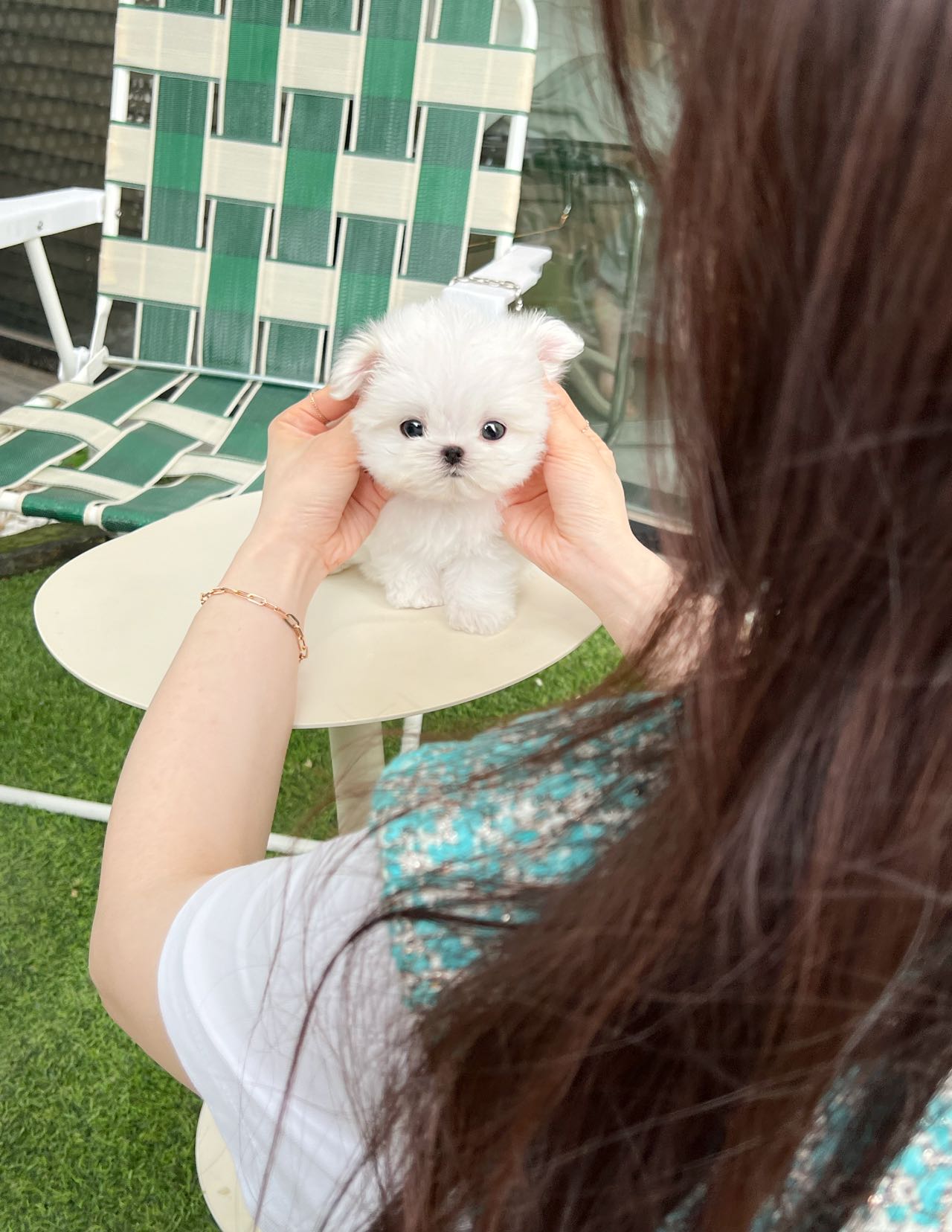 Maltese-Henry